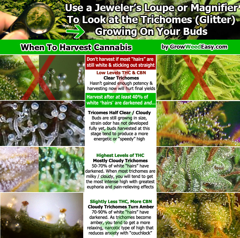 How-To-Grow-Marijuana_1.jpg