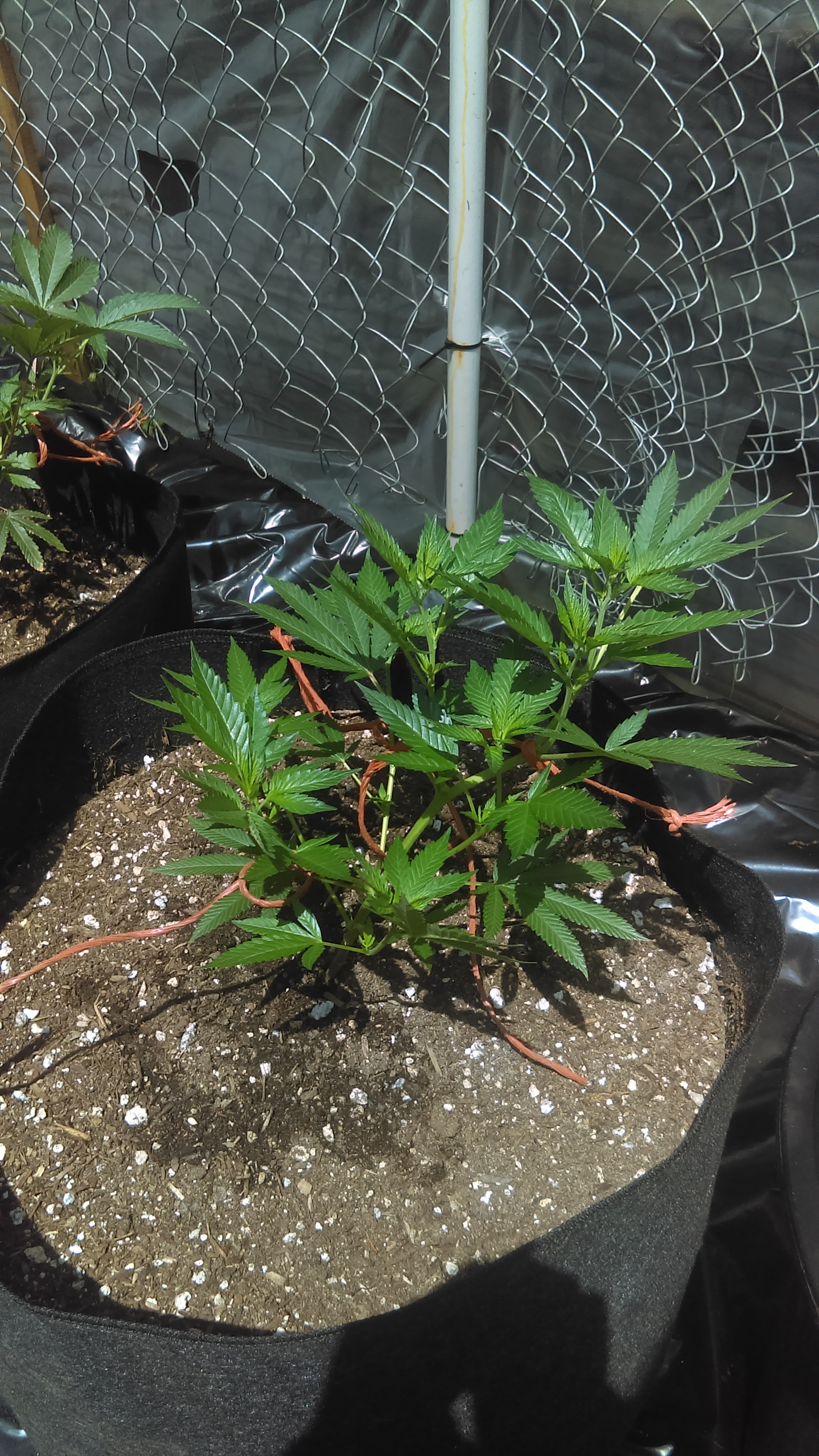 Outdoor Grow Log | Grasscity Forums - The #1 Marijuana Community Online