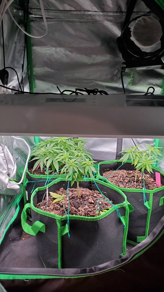 2x2x3 grow tent.. 3 plants.. is it enough space? | Grasscity Forums - The  #1 Marijuana Community Online