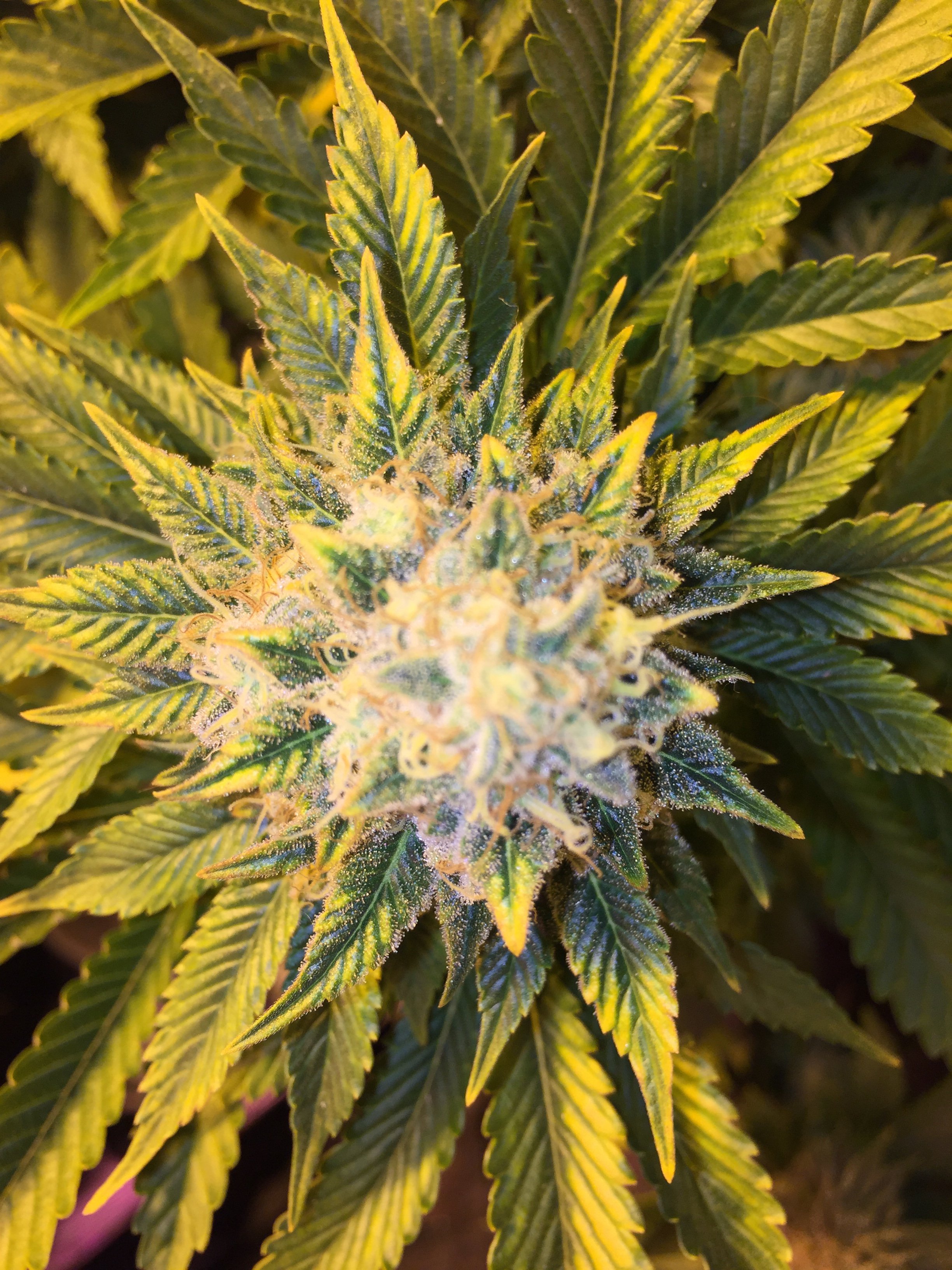 Start of week 9, Flower! | Grasscity Forums - The #1 Marijuana ...