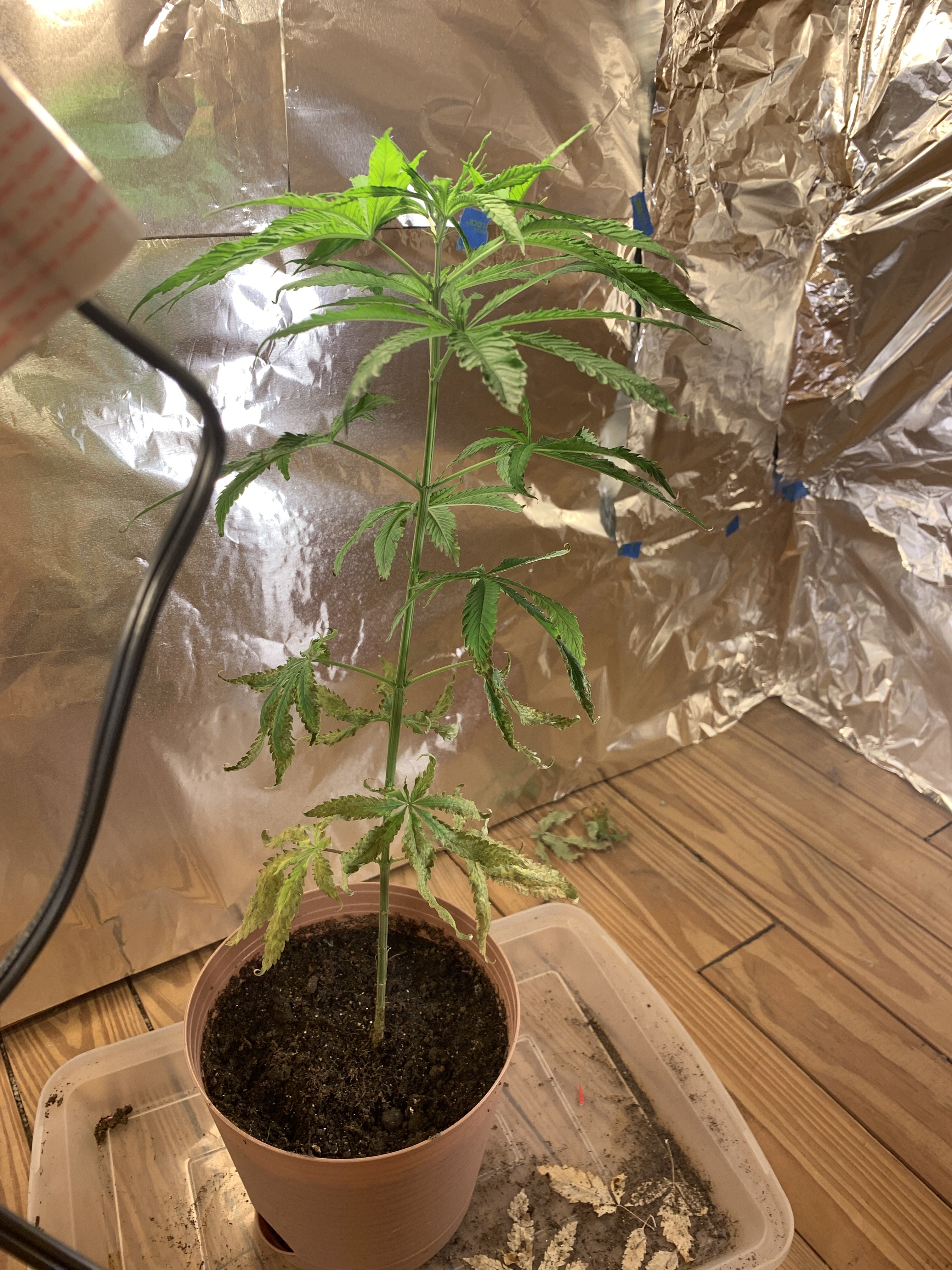 Dying plants? Help! | Grasscity Forums - The #1 Marijuana Community Online