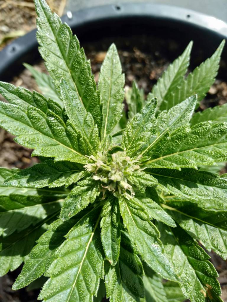Clone flowering early... | Grasscity Forums - The #1 Marijuana ...