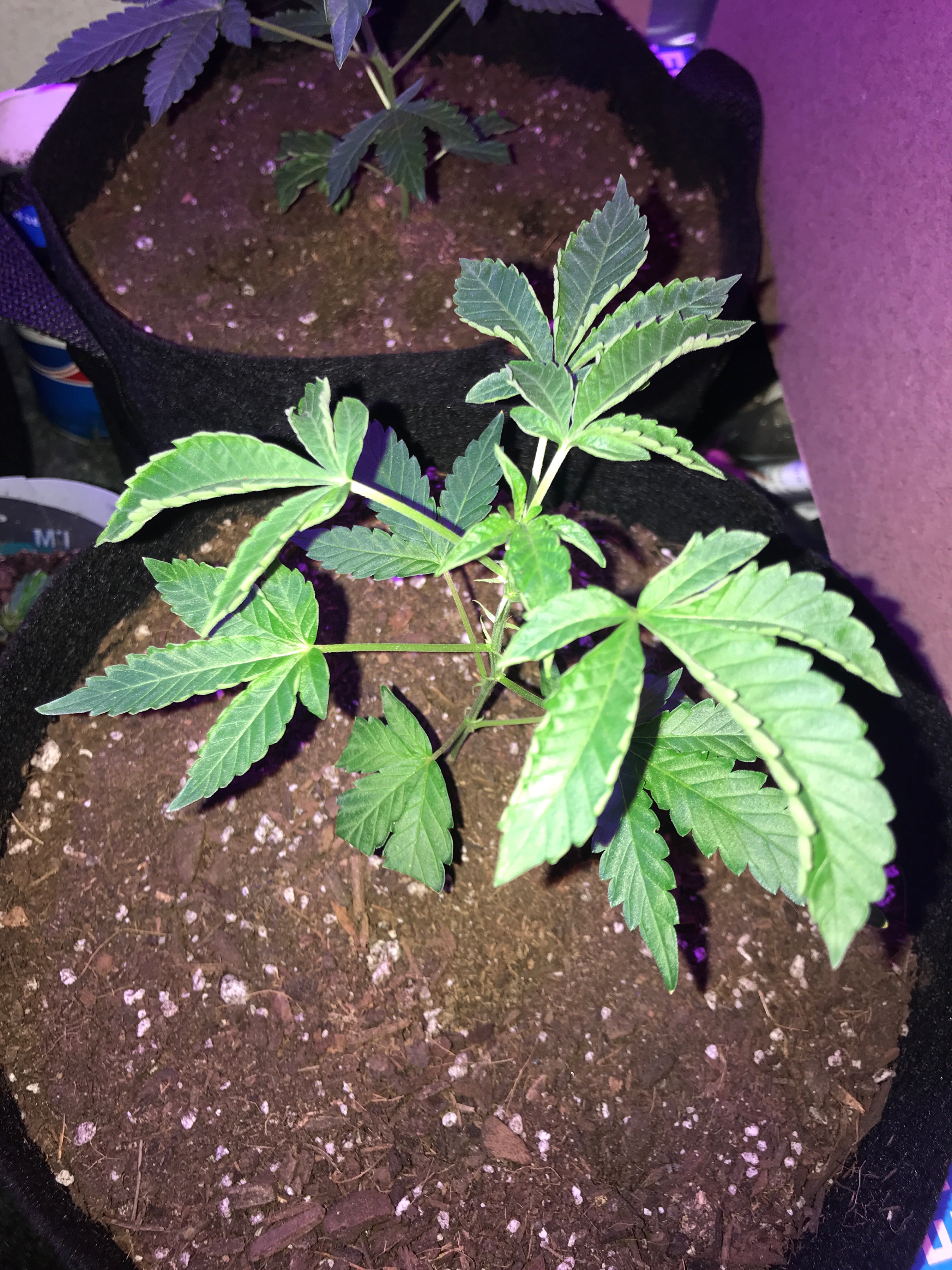 What’s up with these clones? | Grasscity Forums - The #1 Marijuana Community Online