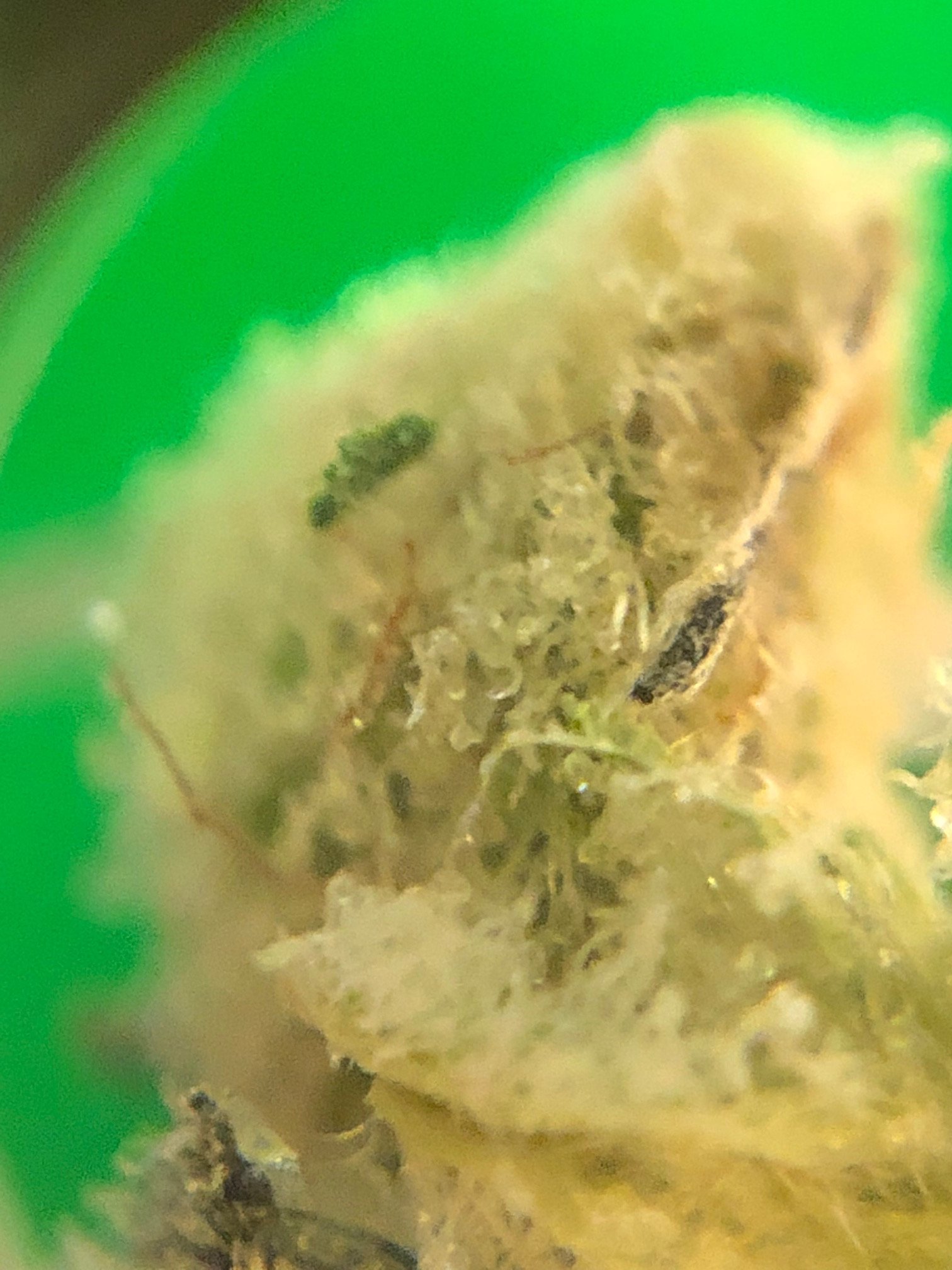 Fine, web-like strands when pulling apart bud. | Grasscity Forums - The ...