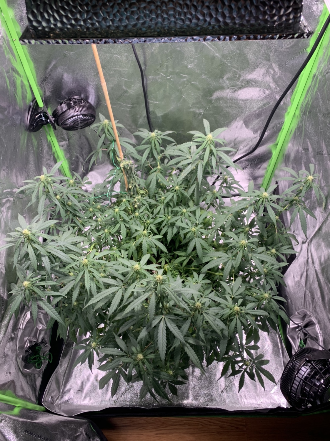 Week 2-3 of flower bent stalk dying | Grasscity Forums - The #1 ...
