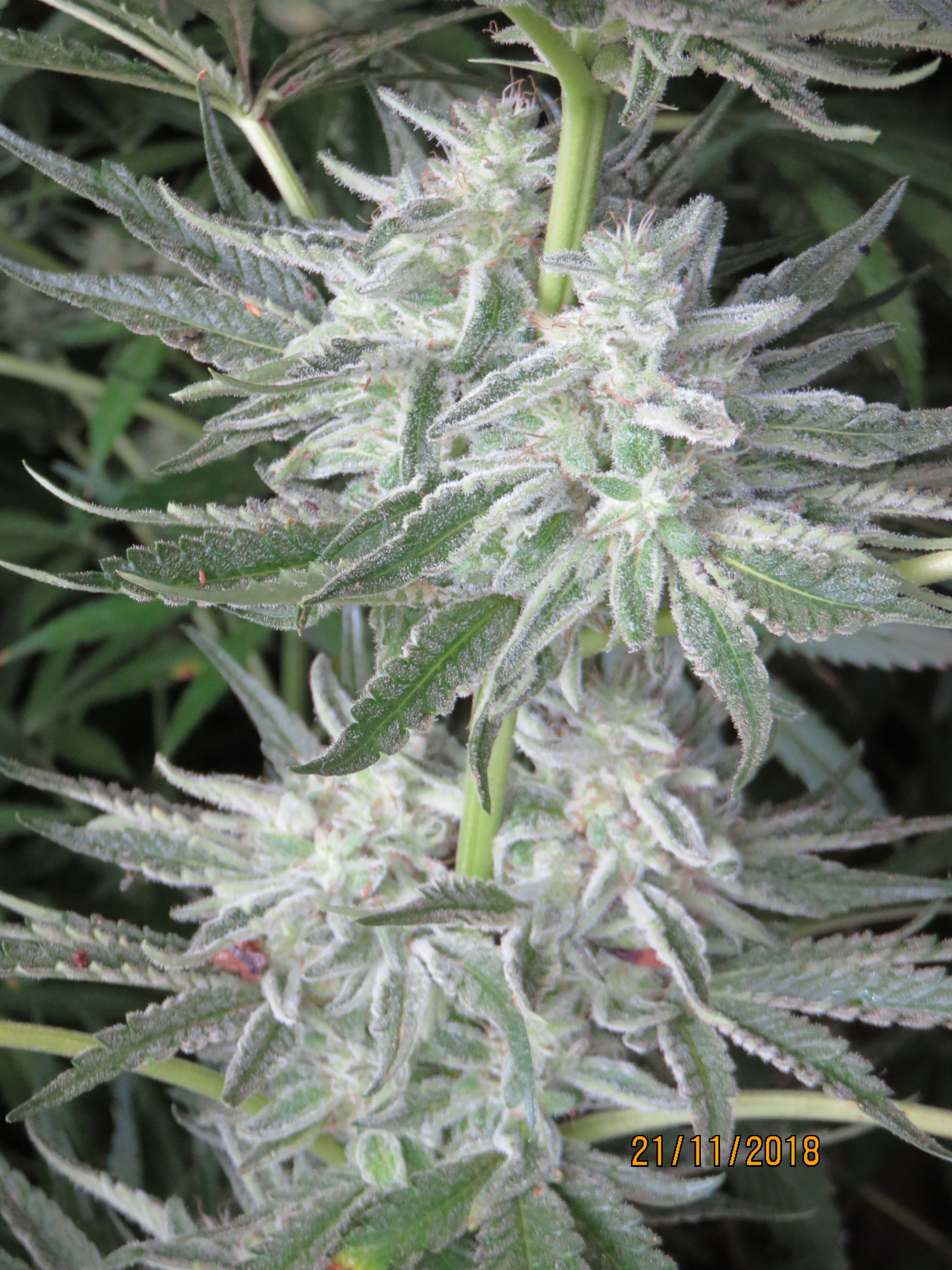 18 19 Outdoor Desert Grow Grasscity Forums The 1 Marijuana Community Online