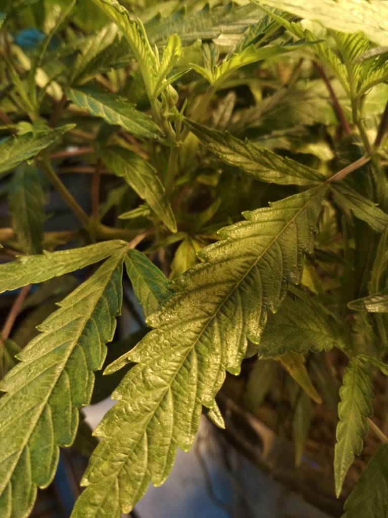 deformed and blistered growth | Grasscity Forums - The #1 Marijuana ...