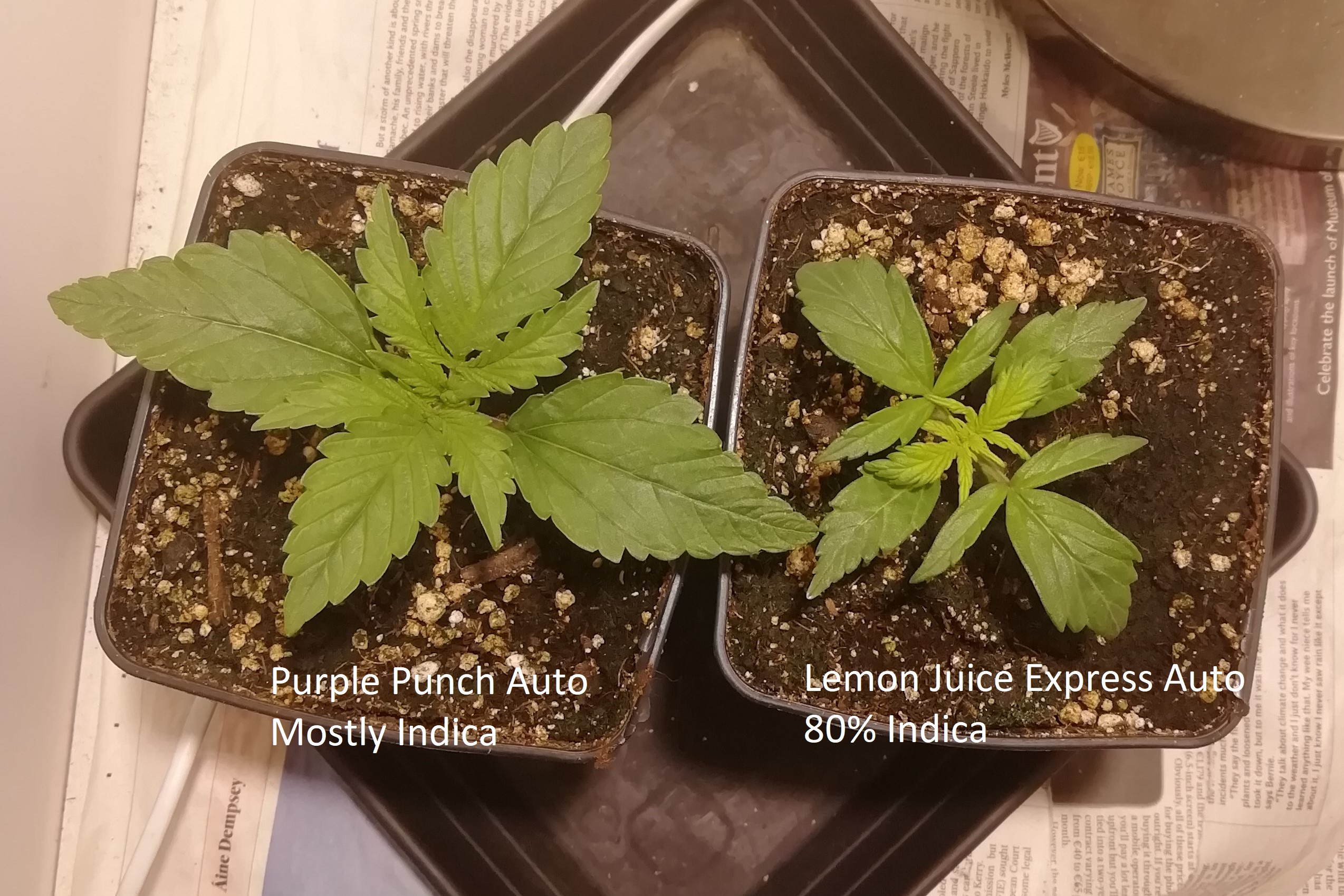 Purple Punch Auto & Lemon Juice Express Auto | Grasscity Forums - The #1  Marijuana Community Online