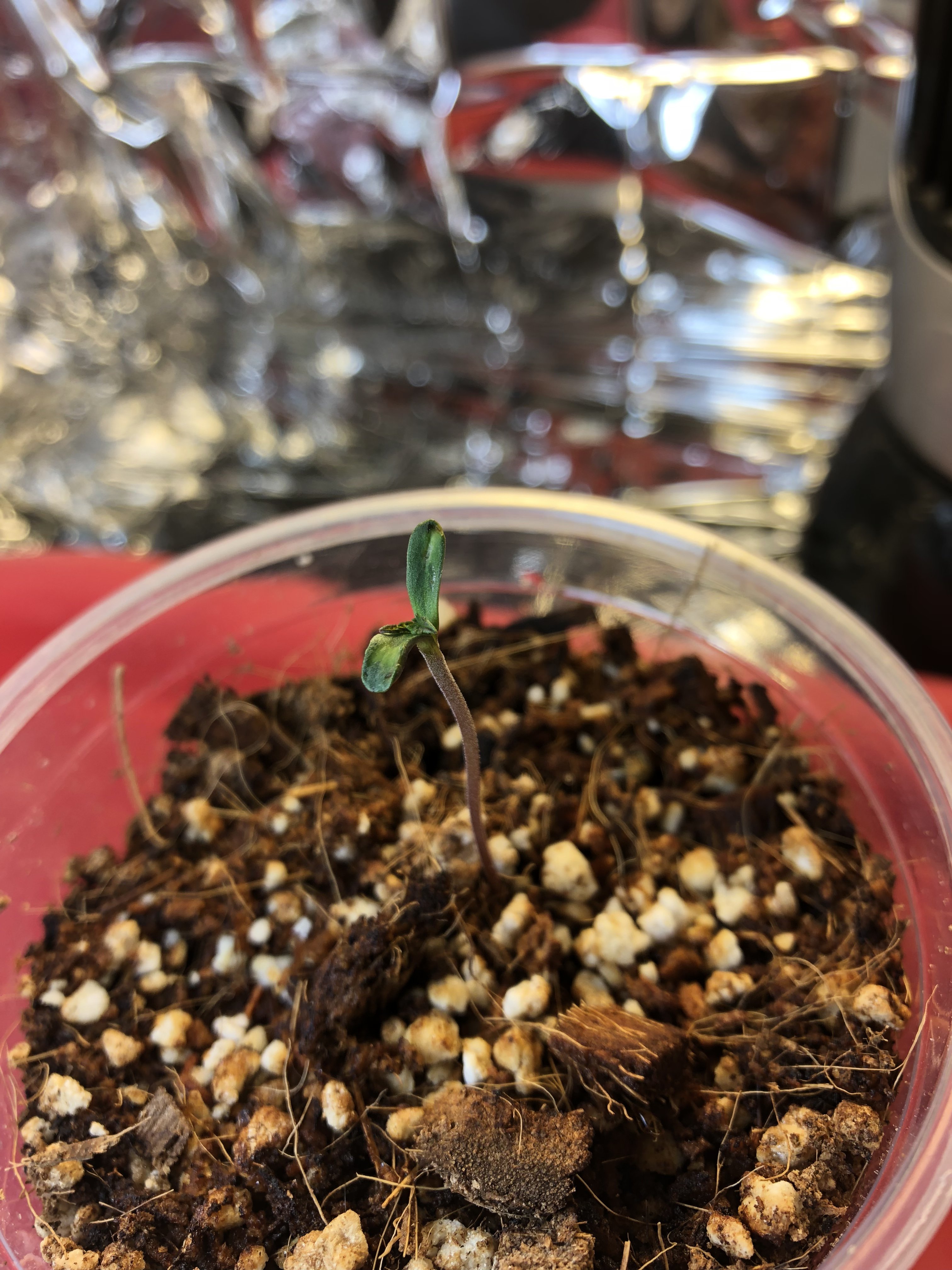 Multiple Deformed Seedlings | Grasscity Forums - The #1 Marijuana ...