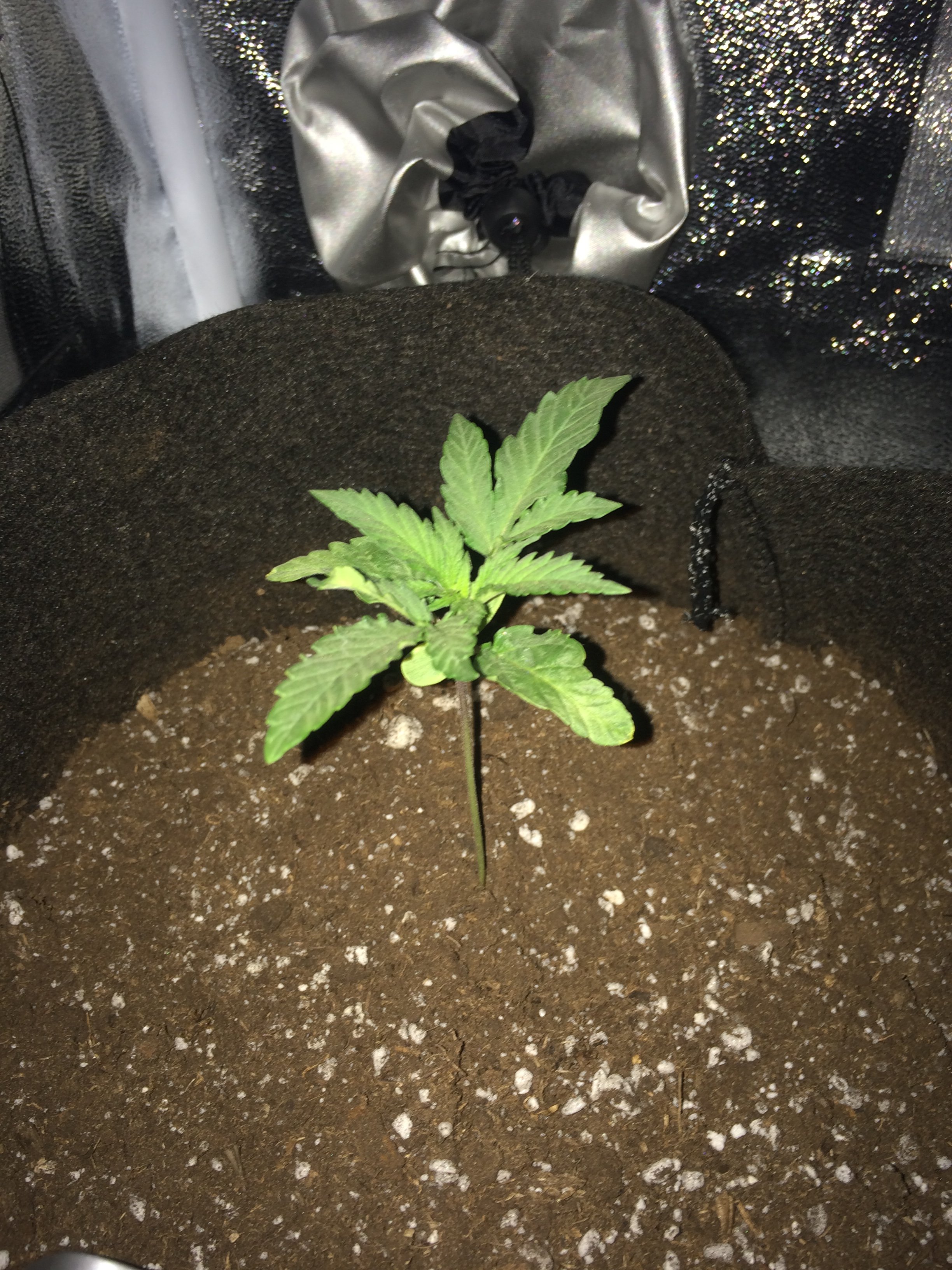 2 week old, Reggie plant, any pointers? | Grasscity Forums ...