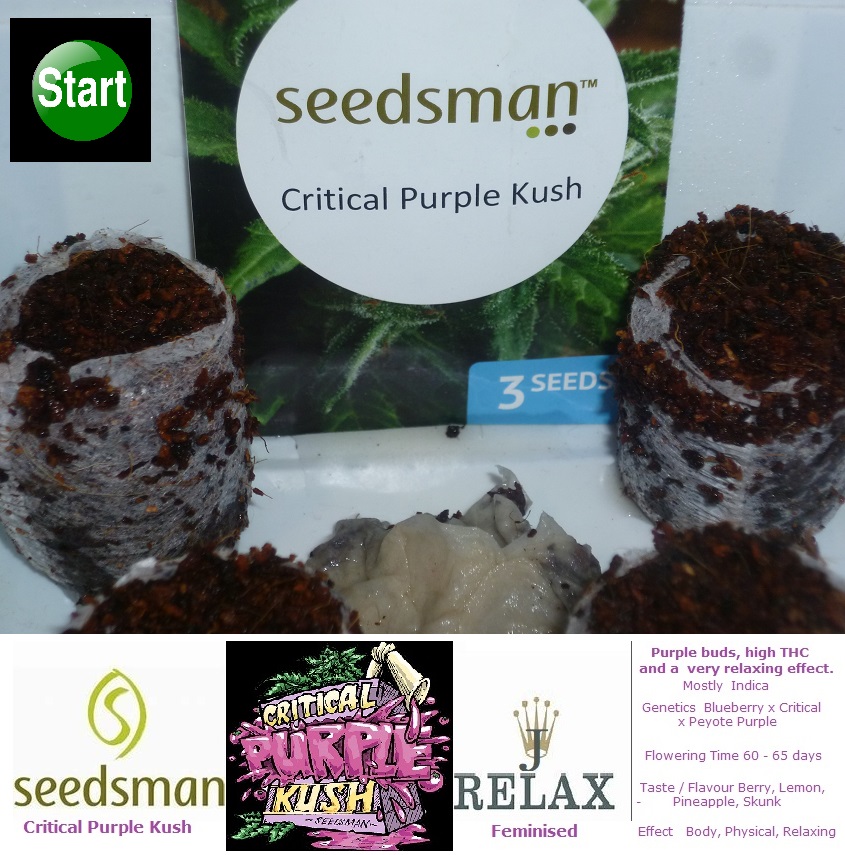 jrelax start critical purple kush seedsman.JPG