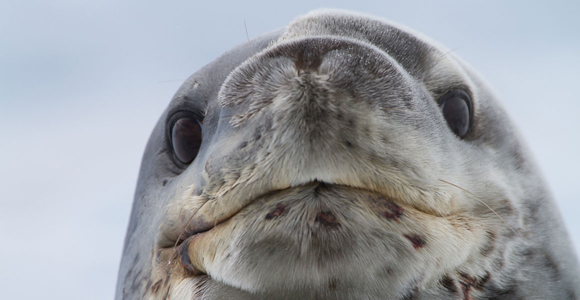 leopard-seal-face-feed-full-width.jpg