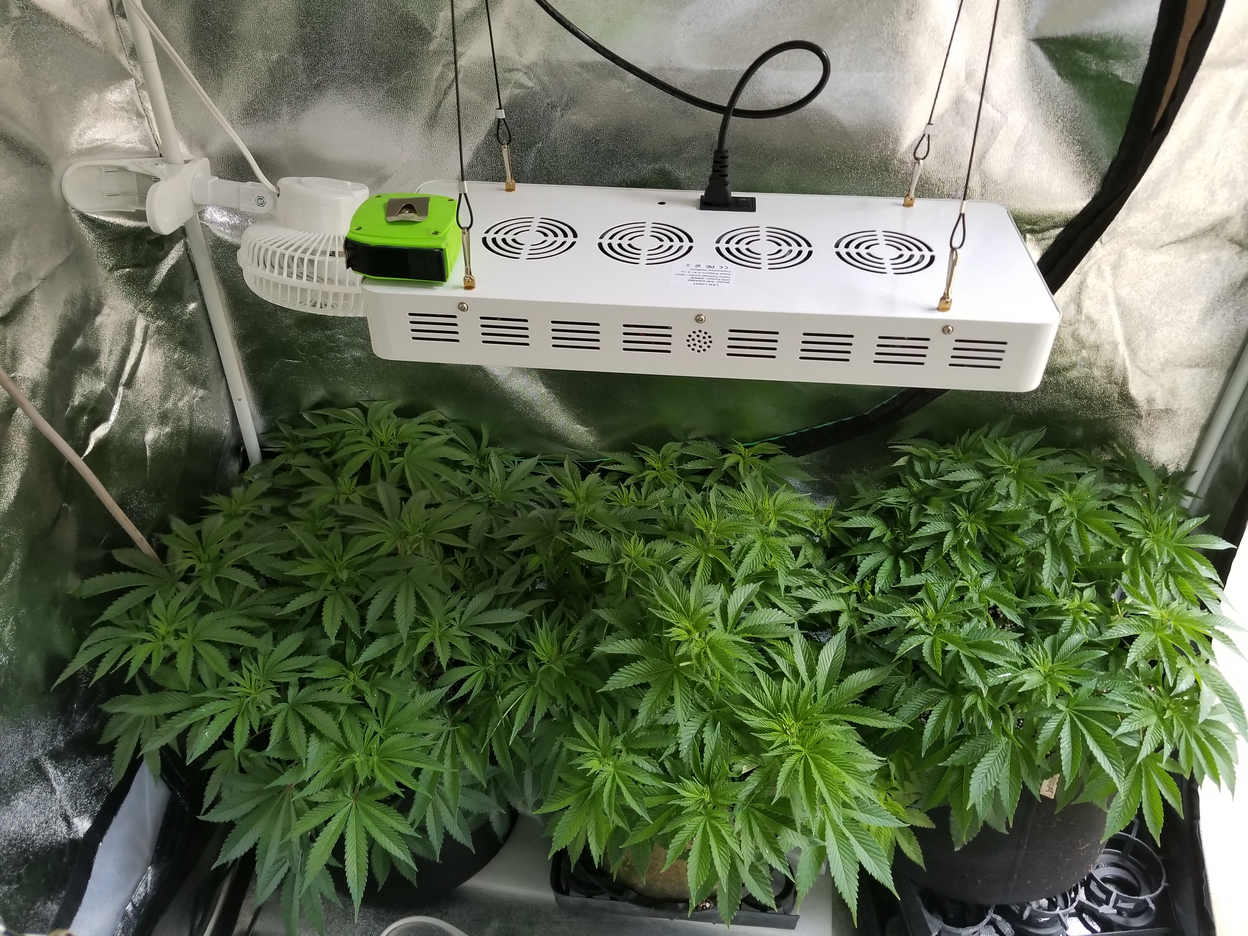 LST Plants in Tent Mar 21 Day 10 Flower 2.jpg