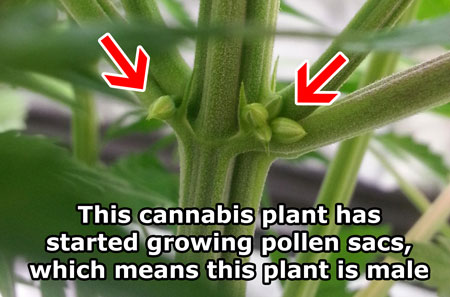 male-pollen-sacs-cannabis-sm.jpg