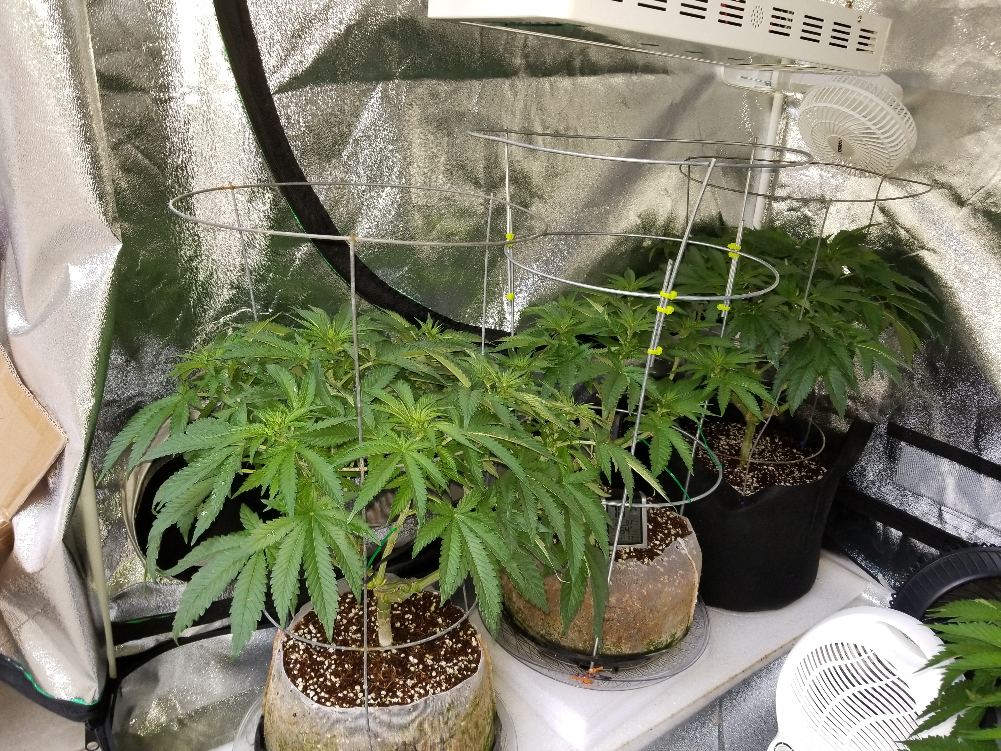 Manifold Plants in Tent Mar 21 Day 10 Flower 3.jpg