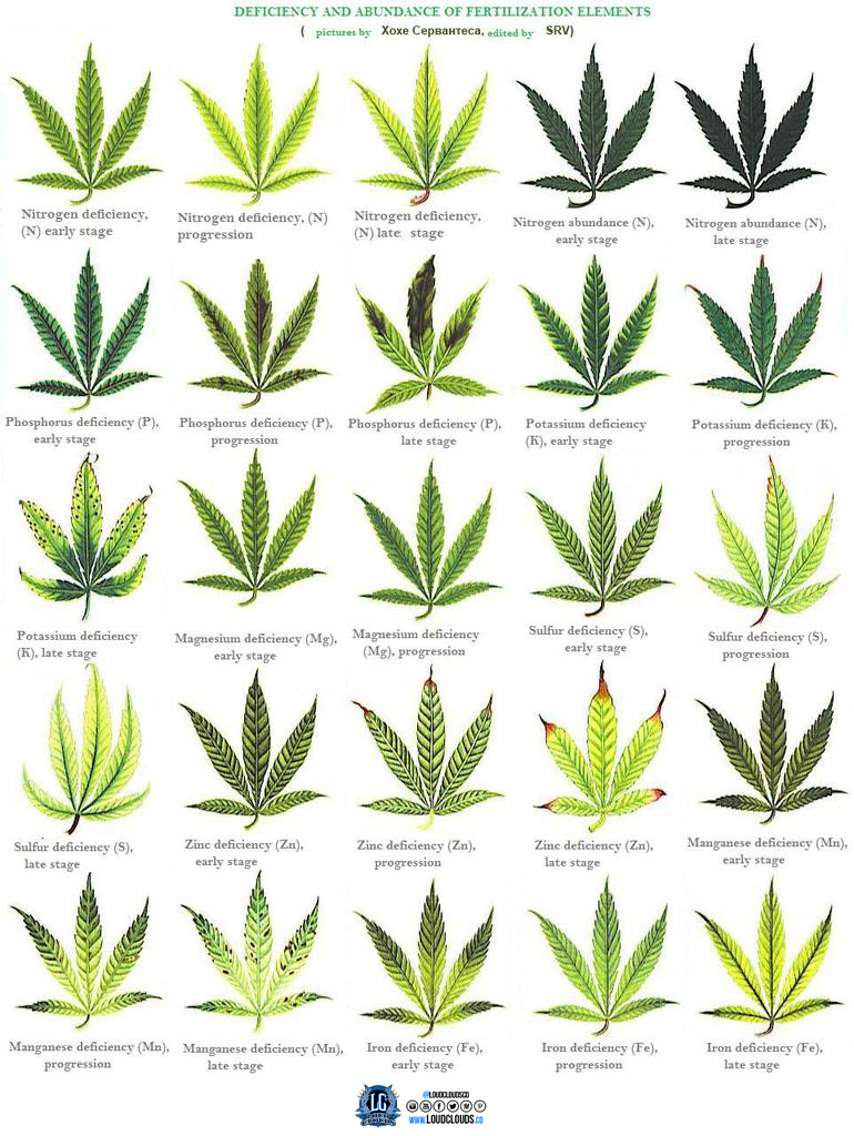 marijuana-deficiency-chart-2.jpg