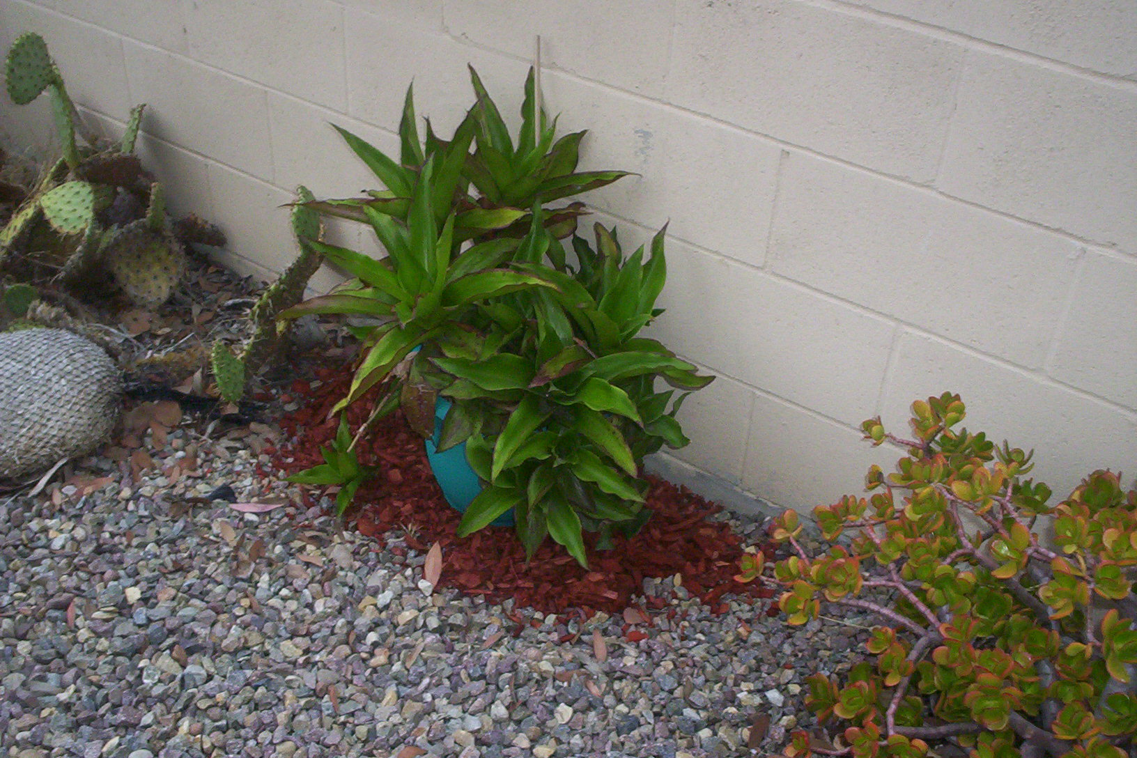 mulch laid dwn-vinca tp'd 002.JPG