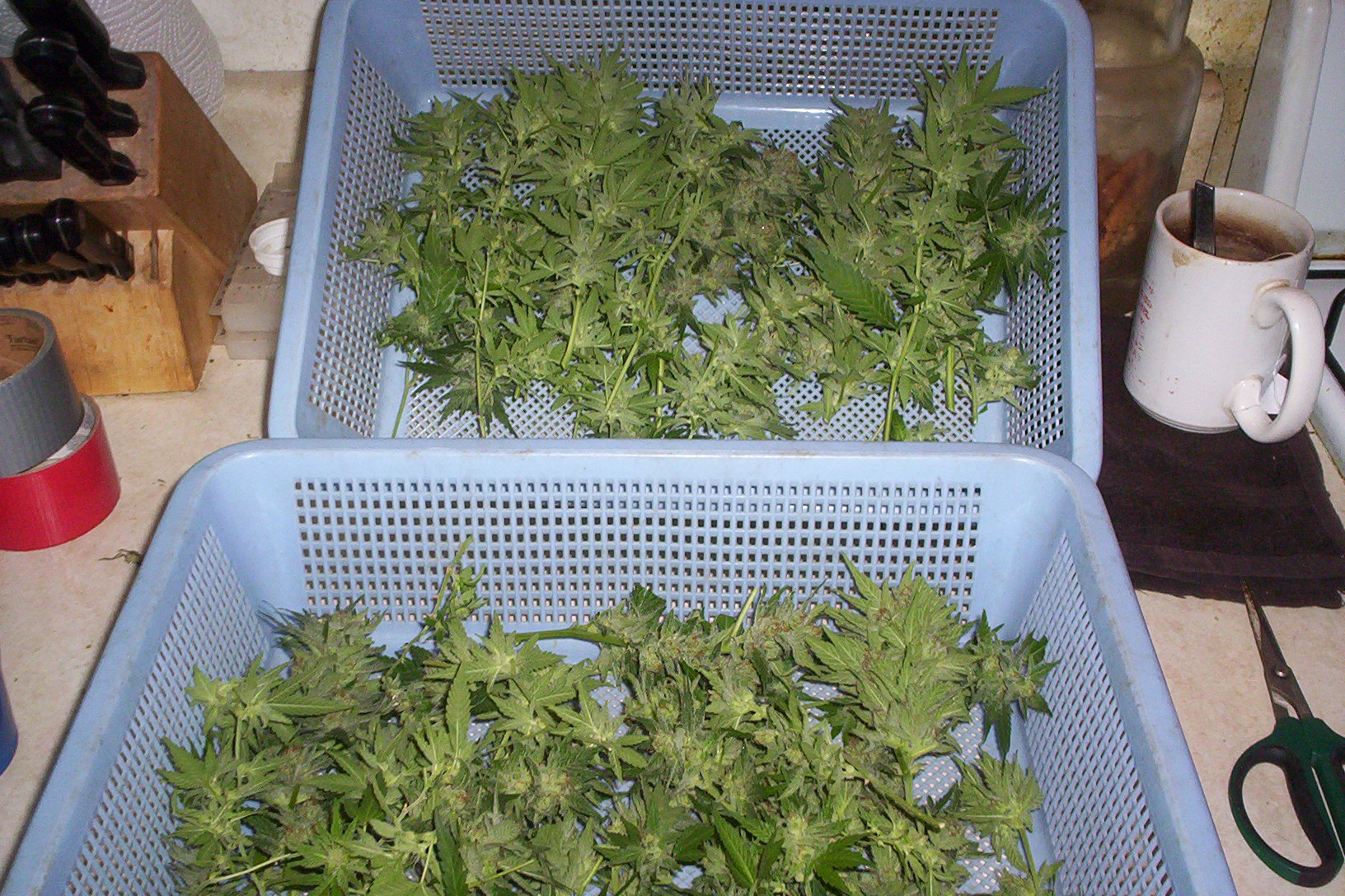 outdr harvest of kyrpos 005.JPG