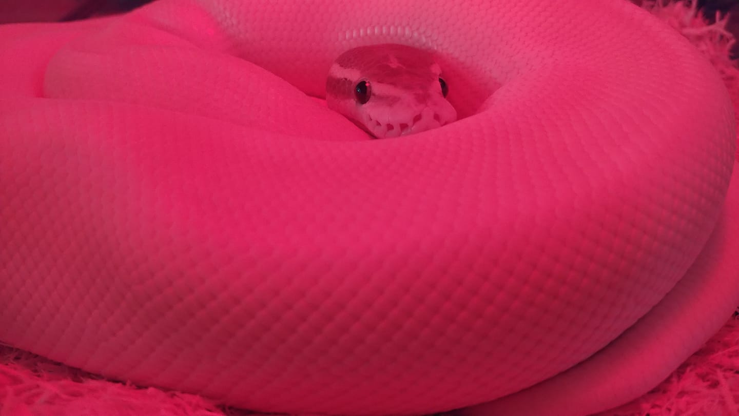 pink basking.jpg