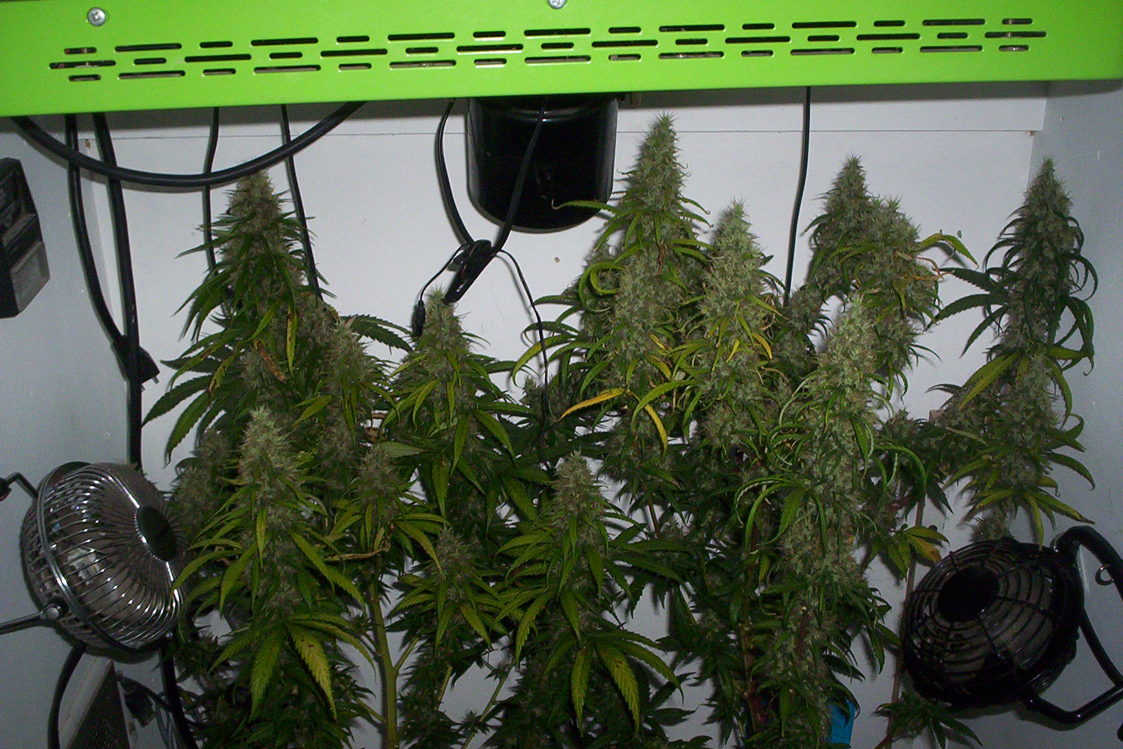 plnts this morn- 7 days to harvest 004.JPG