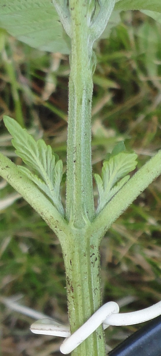 preflowers(female hopefully).jpg