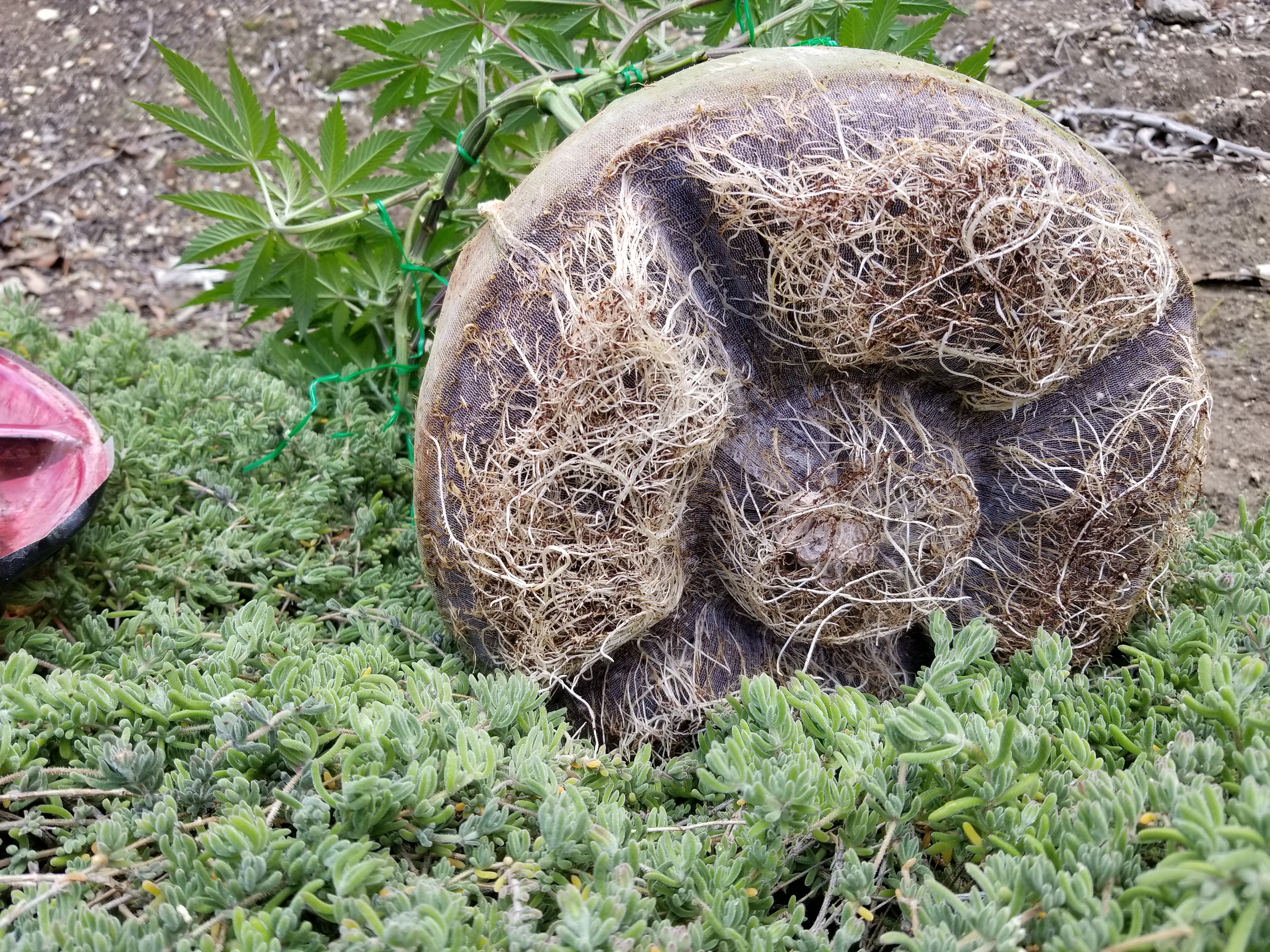 Prince Bare Roots B4 Repot Day 4 Flower Mar 15.jpg