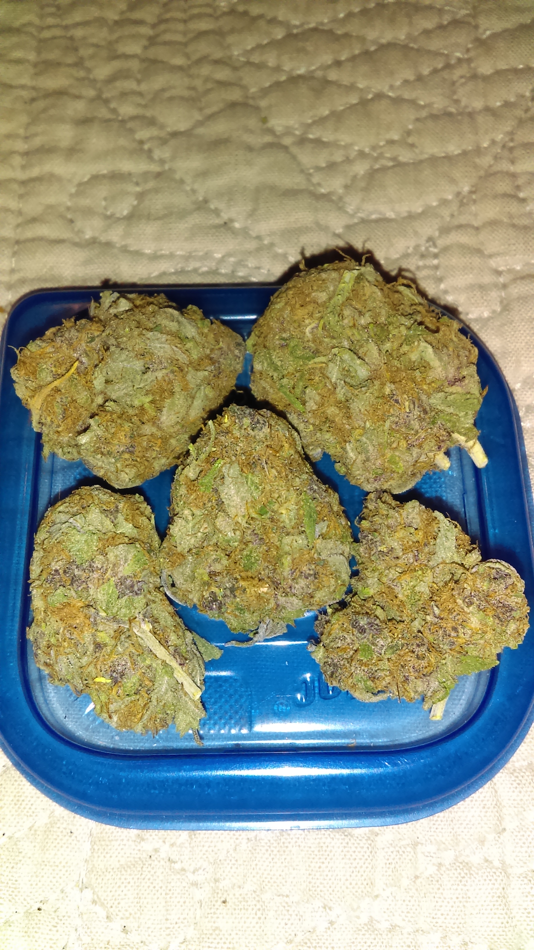 Purple Afghani.jpg