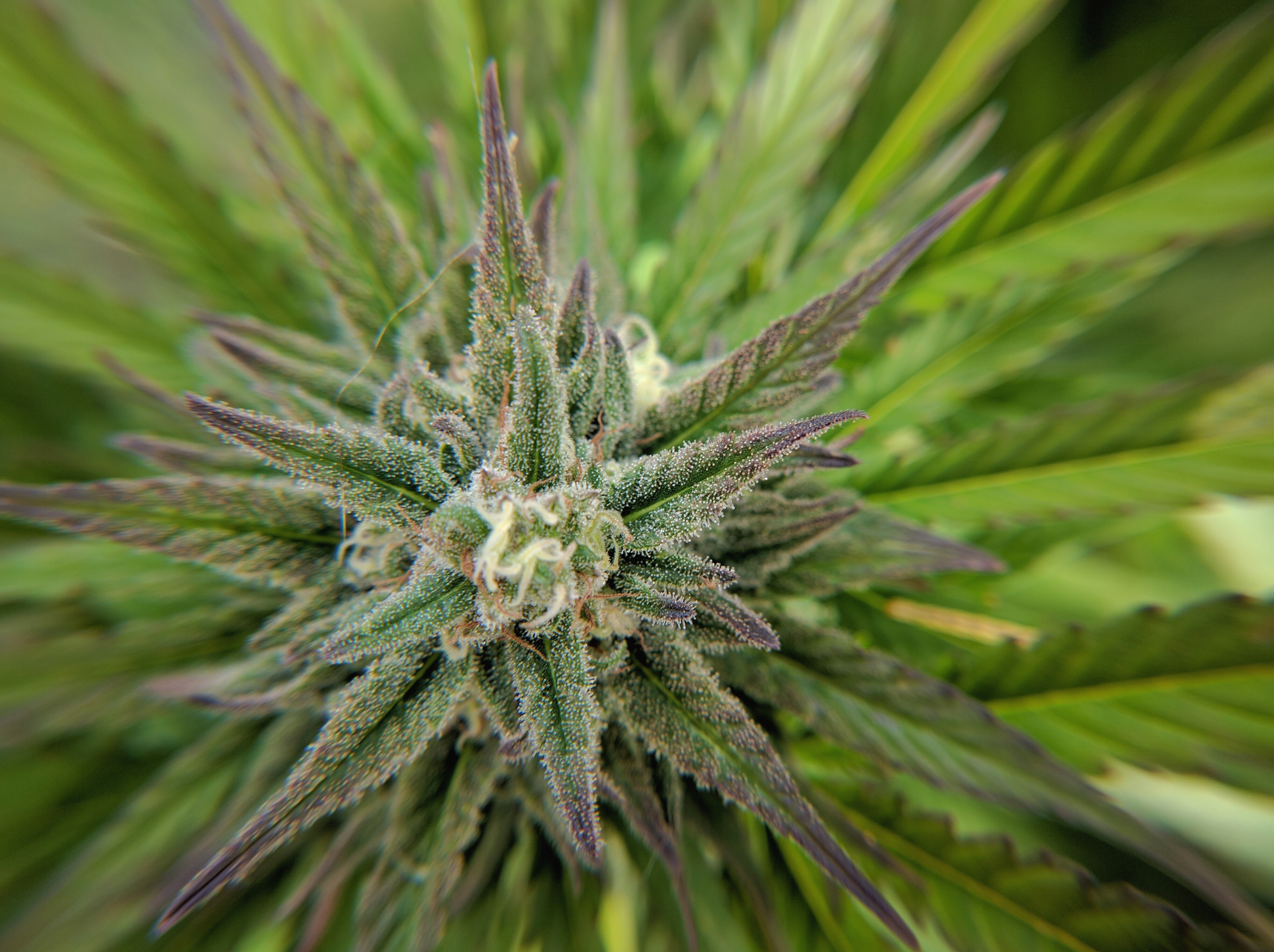 Purple Bud 9-16-18.jpg