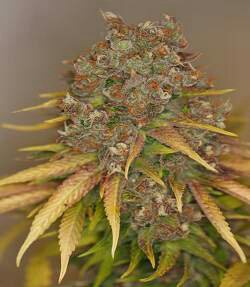 Reeferman-Seeds-Big-Sur-Holy-Weed-Regular-Cannabis-Seeds.jpg