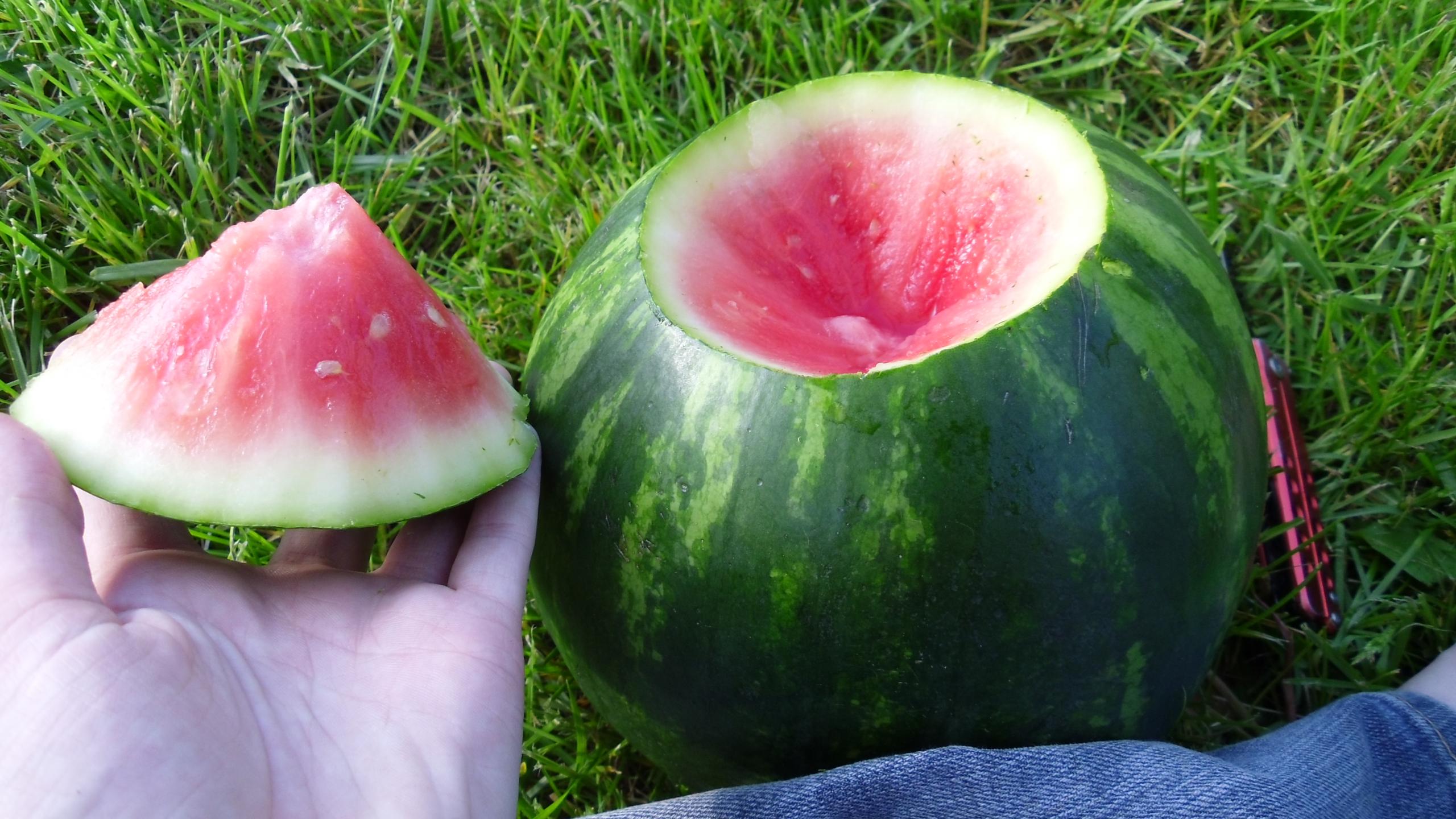 How to make a Watermelon [water] bong. [with pictures!] | Grasscity Forums  - The #1 Marijuana Community Online