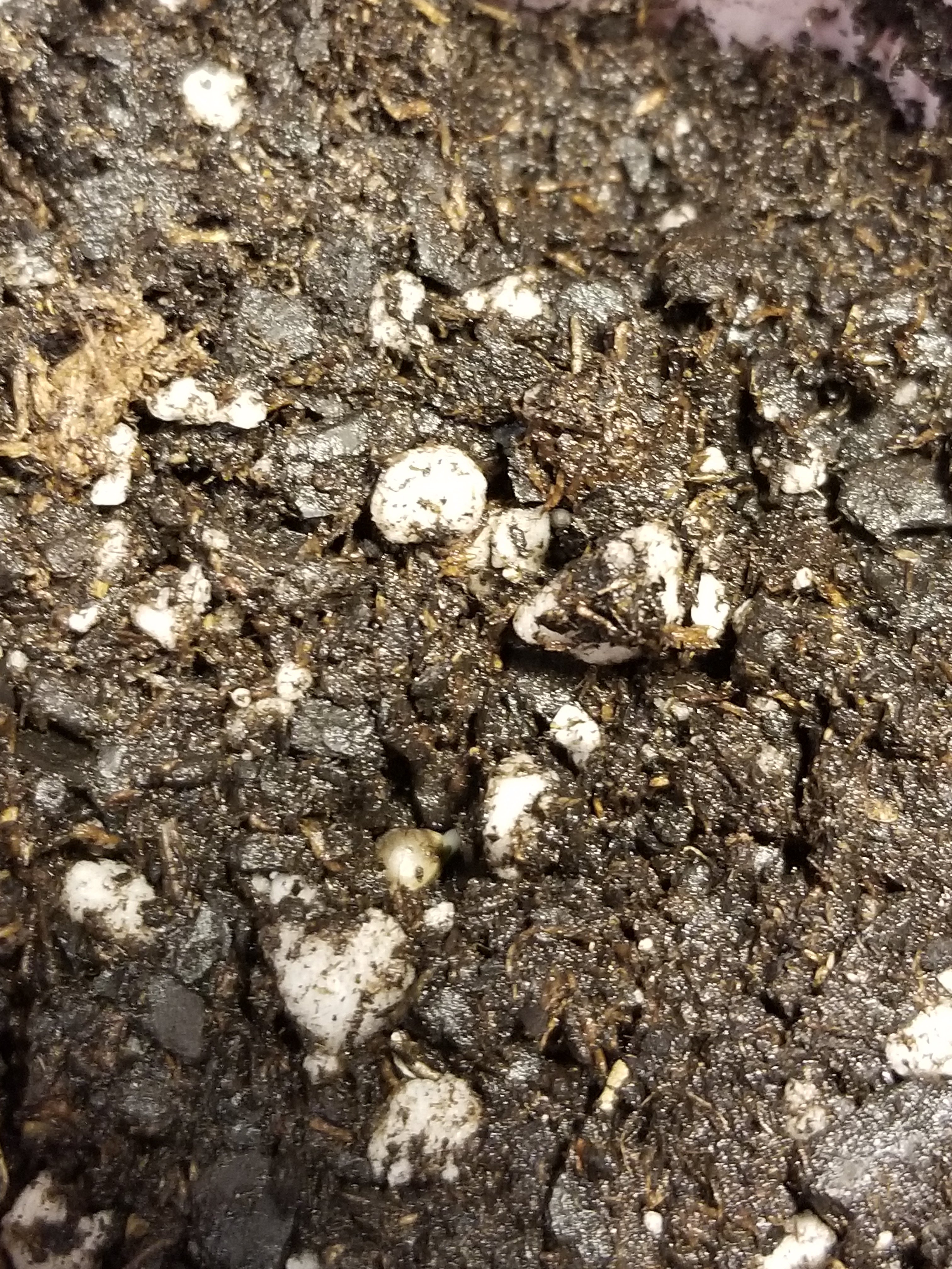 seedling 2 taproot.jpg