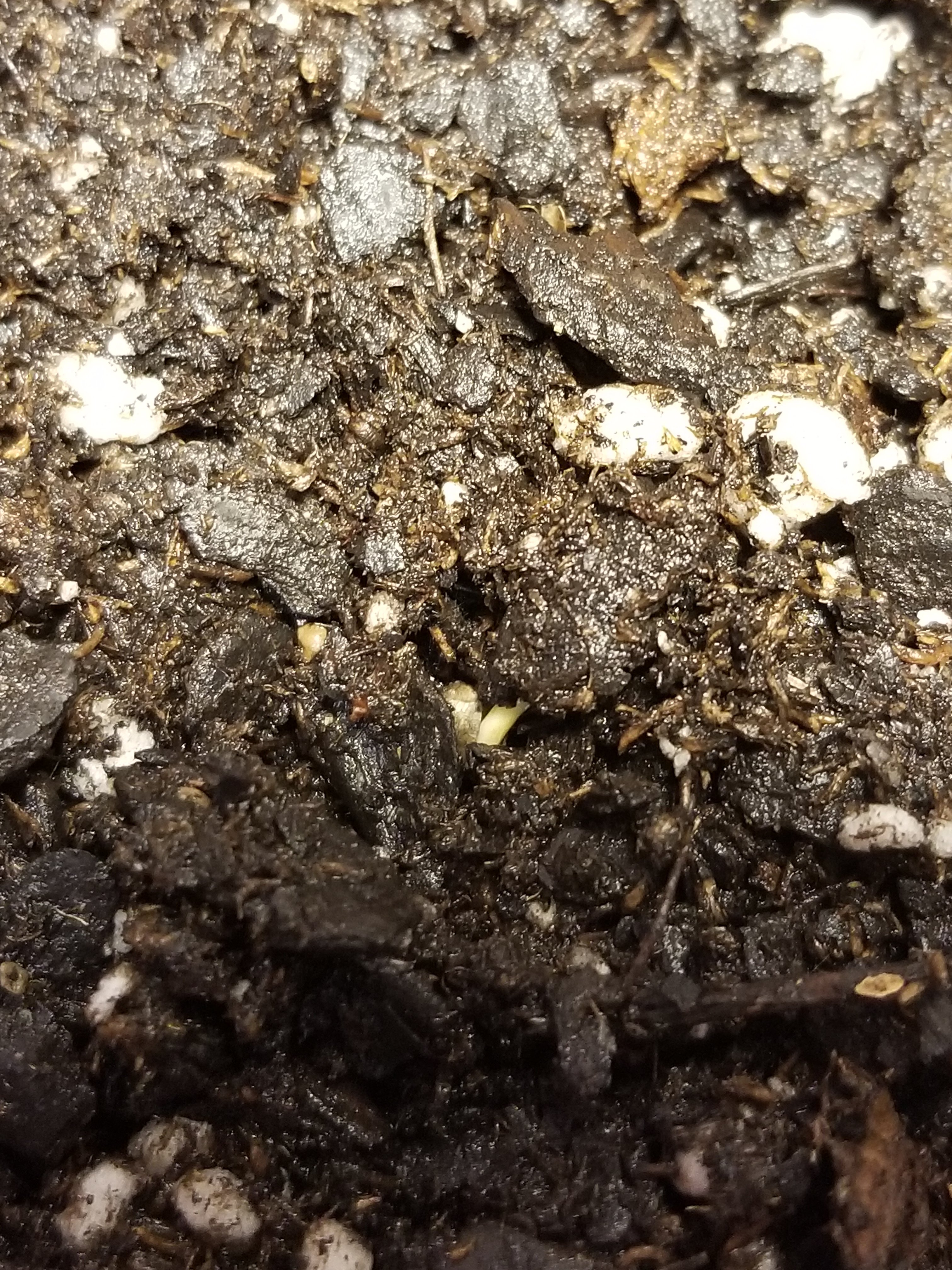 seedling taproot.jpg