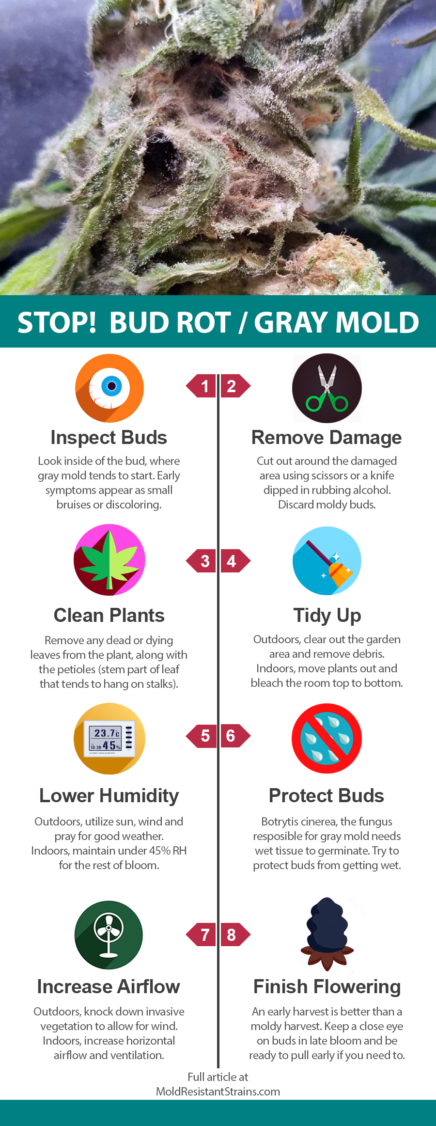 stop-gray-mold-botrytis-bud-rot-cannabis-infographic-4.jpg