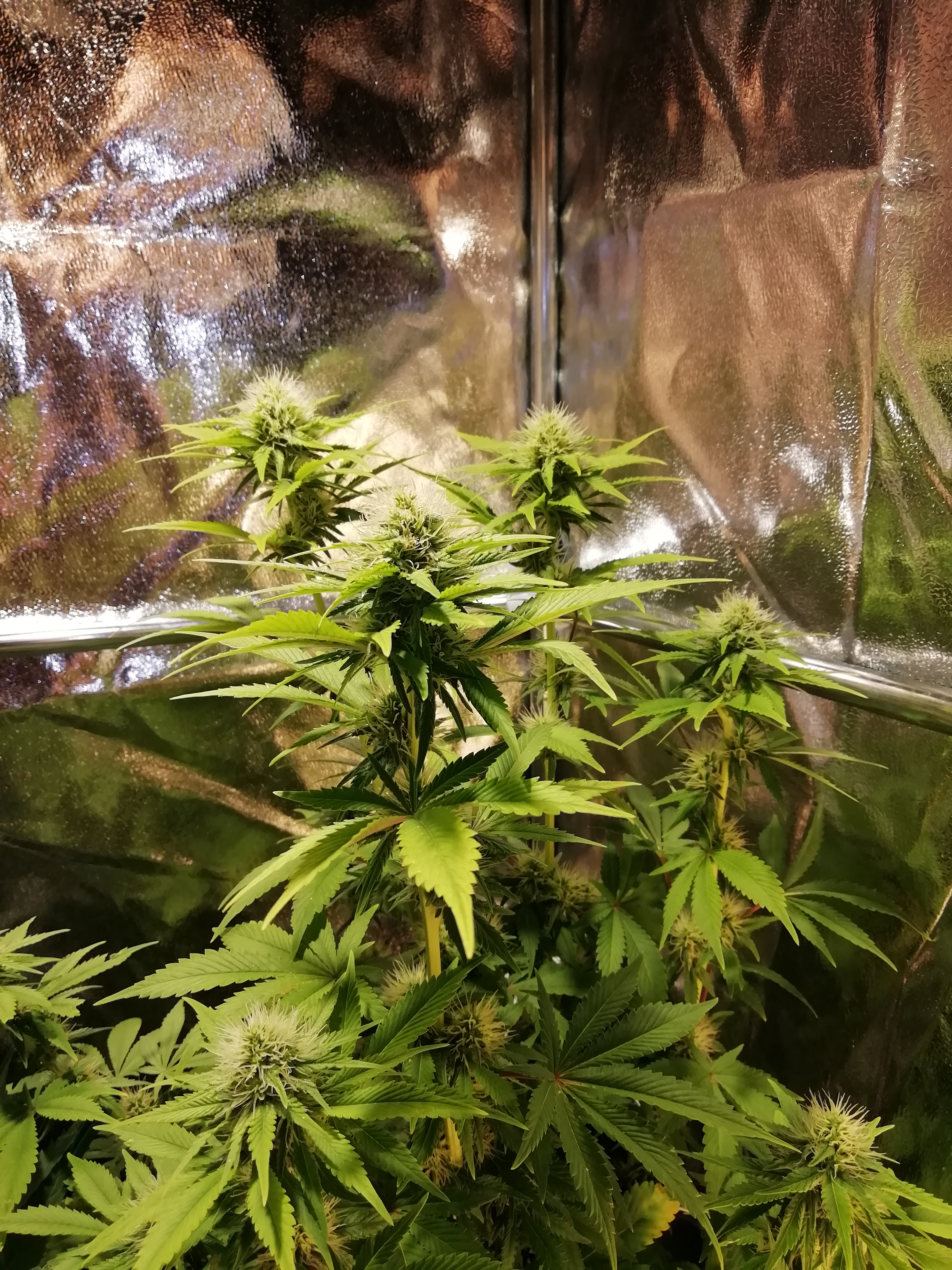 The Church Day 27 Flowering.jpg