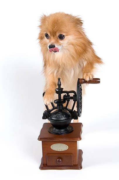 the-spitzdog-with-a-coffee-grinder-picture-id145903242.jpg