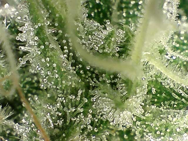 Trichomes.jpg