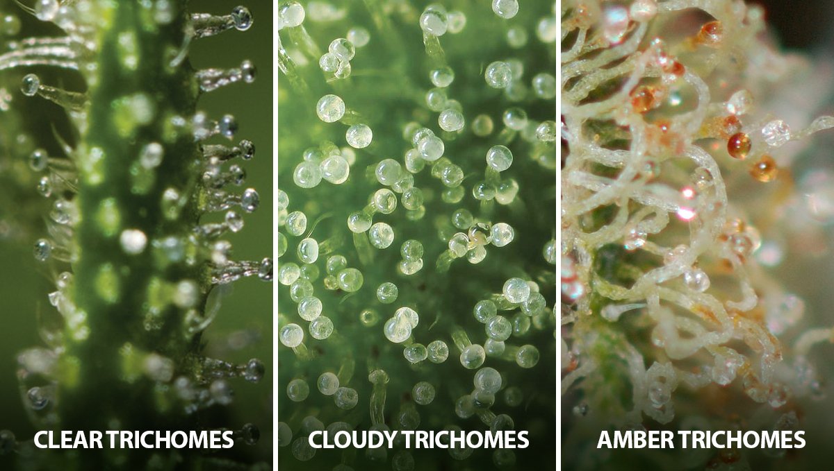 Trichomes.jpg