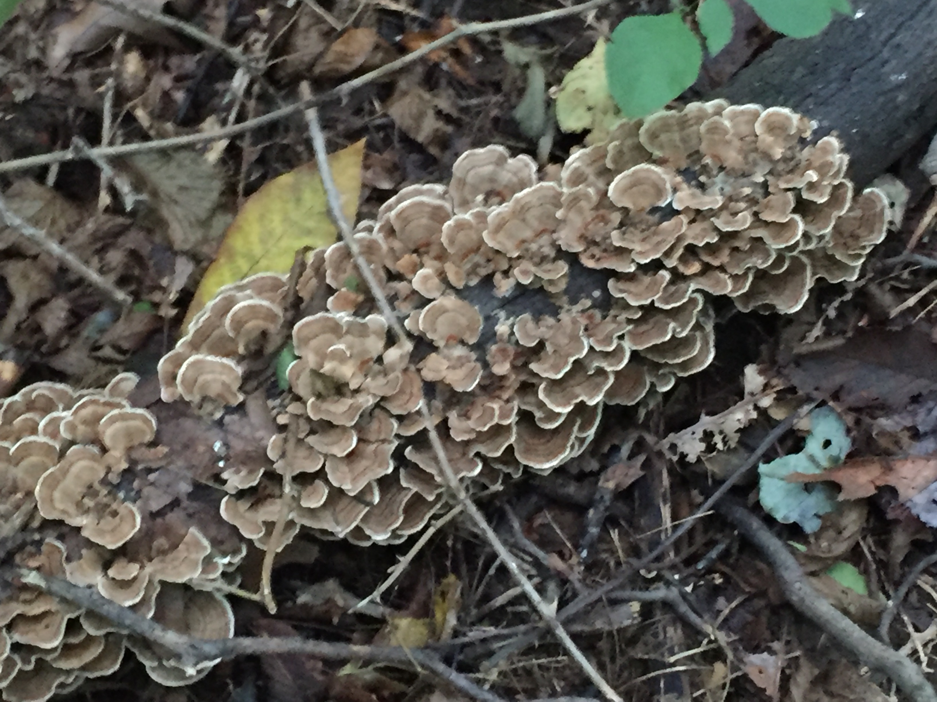 turkey tails.JPG