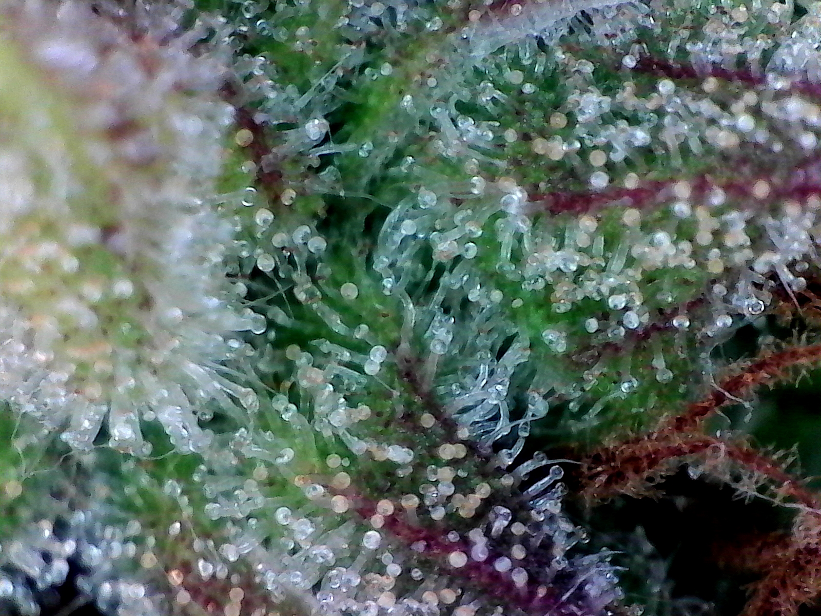 W10.D68-SL-Trichs (4).jpg