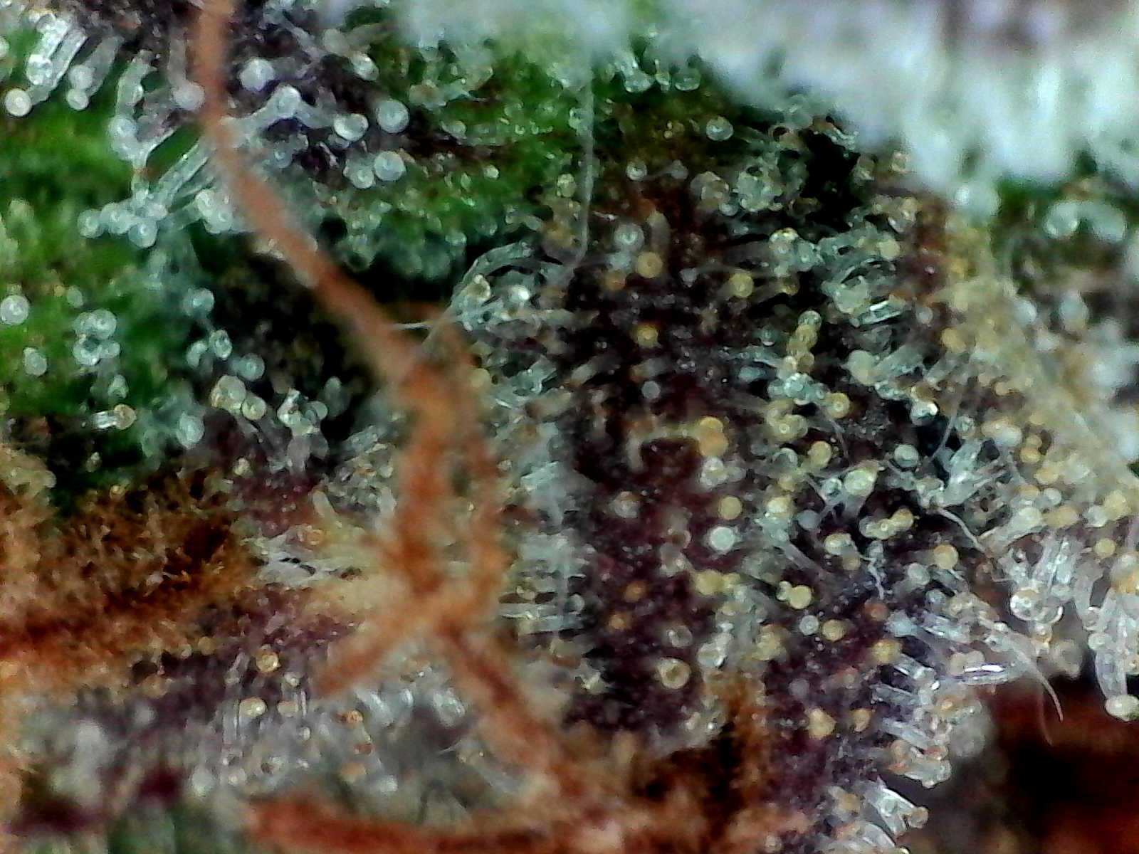 W12.D84-BK Trichs.jpg