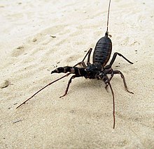 Whip_scorpion.jpg